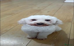 Mixed Breed dogs for sale: 5 Beautiful cocker poochon puppies for sale 😍 - Image 13