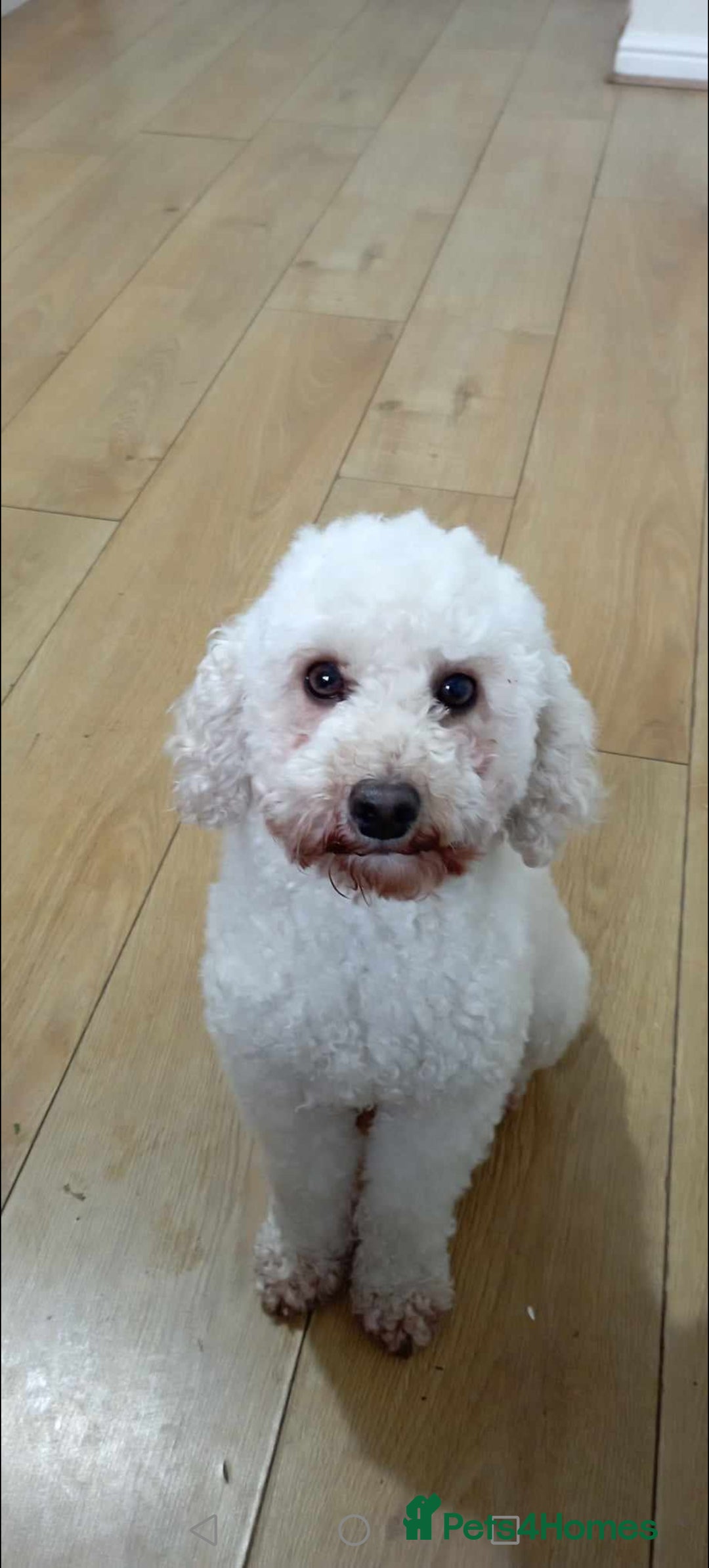 Mixed Breed dogs for sale: 5 Beautiful cocker poochon puppies for sale 😍 - Image 13