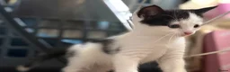 Mixed Breed cats for sale: Adorable black & white boy kittens - ready in 2wks - Advert 23