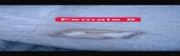 Mouse rodents for sale: Baby mice  - Advert 33