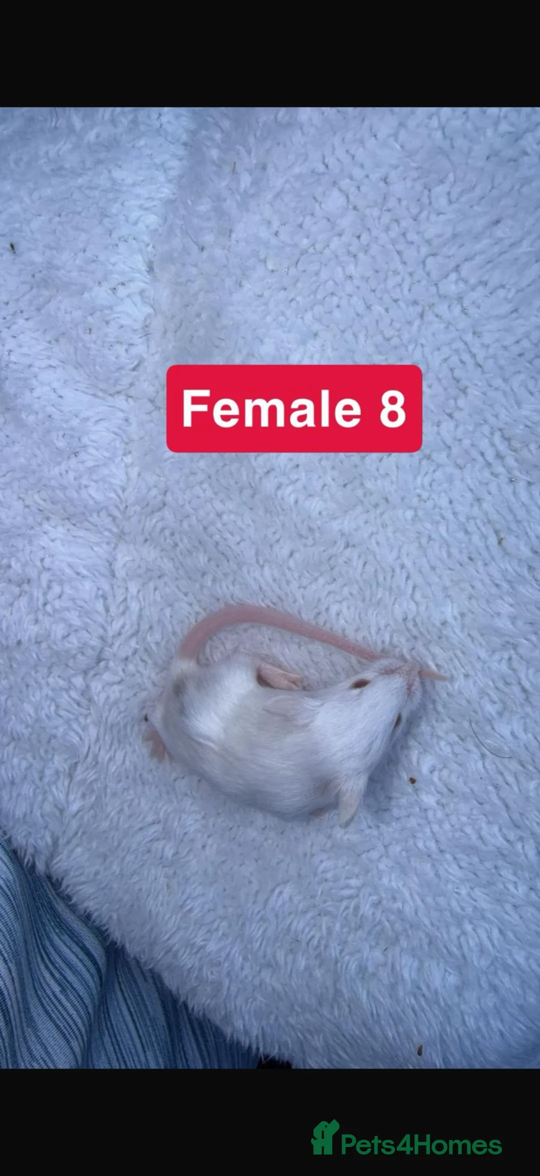 Mouse rodents for sale: Baby mice  - Advert 33