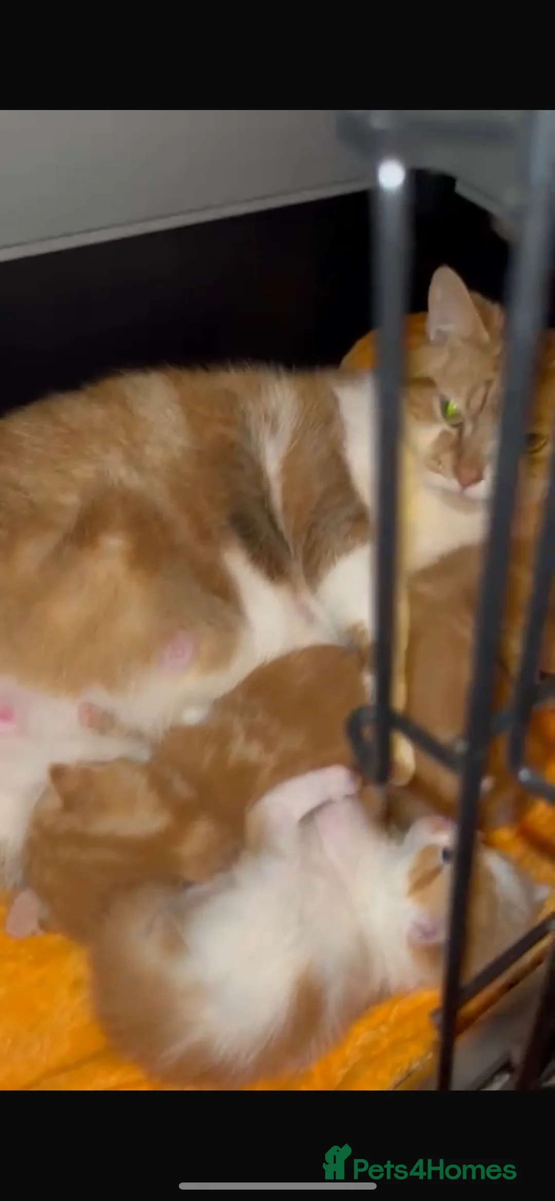 Mixed Breed cats for sale: Beautiful ginger kittens  - Advert 12