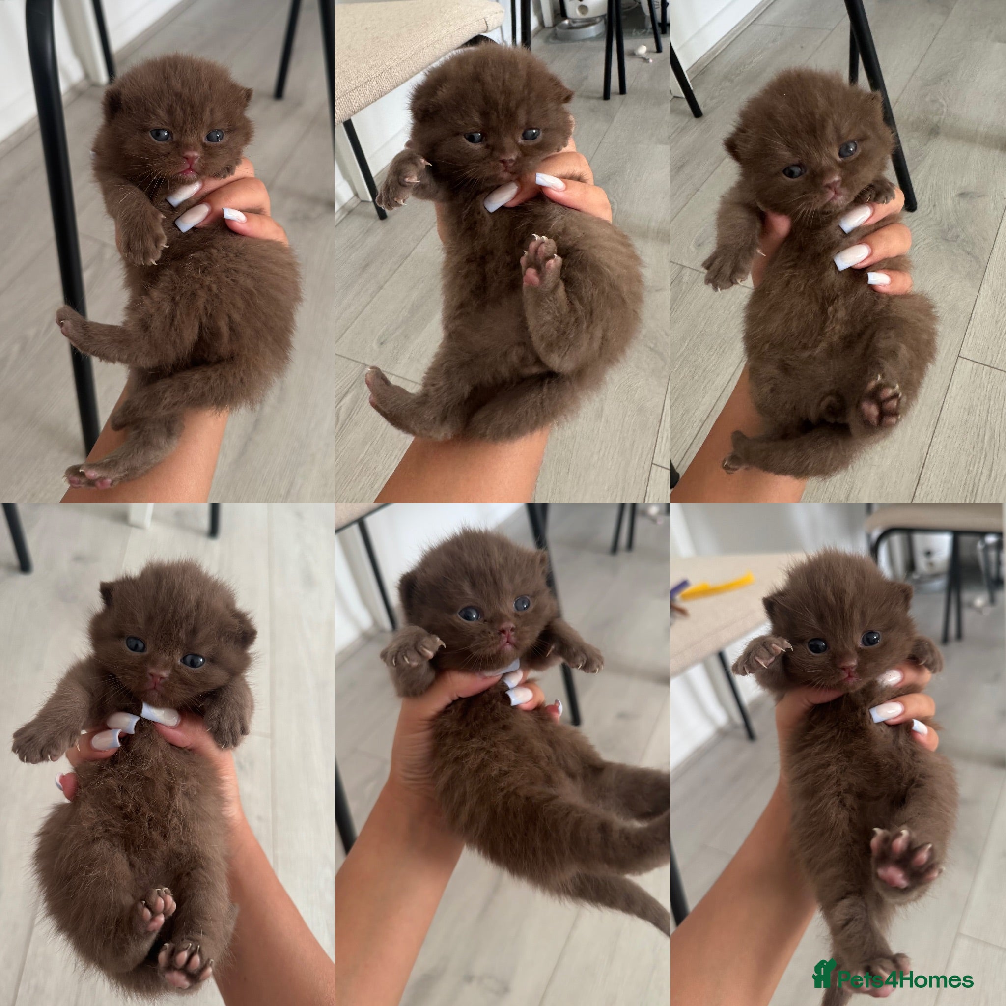 British Shorthair cats 🍫Beautiful Chocolate British Shorthair Kittens🍫 - Advert 1