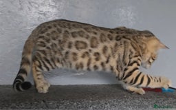 Bengal cats for sale: 1 beautiful bengal girl ready to leave now - Image 5