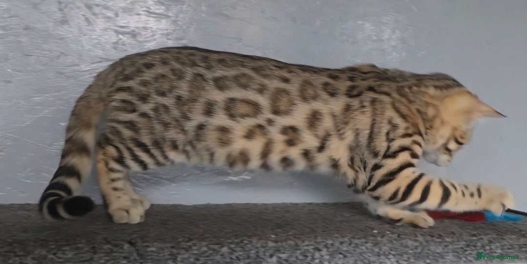 Bengal cats for sale: 1 beautiful bengal girl ready to leave now - Image 5