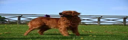Golden Retriever dogs for sale: Stunning Golden Retriever Pups - Advert 8