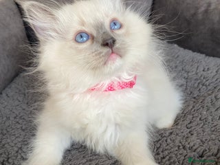 Ragdoll cats Ragdoll kittens - Advert 13