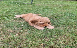 Cockapoo dogs for sale: READY NOW !! ONLY 3 COCKERPOO PUPPIES LEFT !!! in Alfreton - Image 35