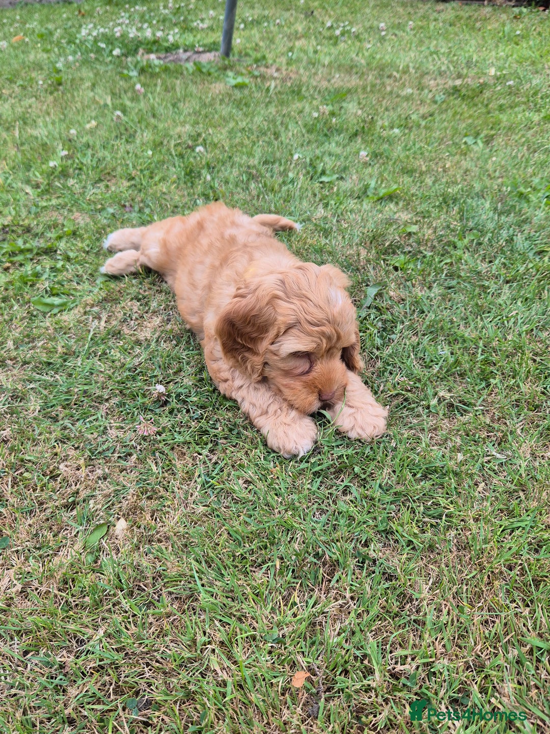 Cockapoo dogs for sale: READY NOW !! ONLY 3 COCKERPOO PUPPIES LEFT !!! in Alfreton - Image 35
