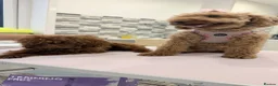 Toy Poodle dogs for sale: ASIAN TOY POODLES  - Advert 2