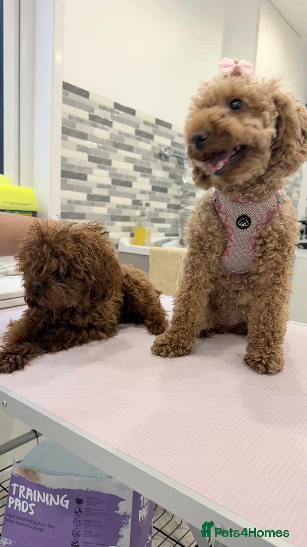 Toy Poodle dogs for sale: ASIAN TOY POODLES  - Advert 2