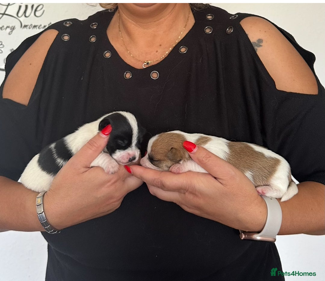 Maltipoo dogs for sale: Adorable Female Mixed-Breed Puppy ReadyDecember 20 - Advert 5