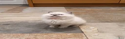 Ragdoll cats for sale: Beautiful GCCF Registered Ragdoll Kittens. - Advert 13