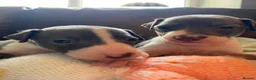 Italian Greyhound dogs for sale: Meet your future shadows   - Advert 7
