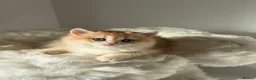 British Shorthair cats for sale: British Shorthair or Longhair golden kittens  - Advert 10