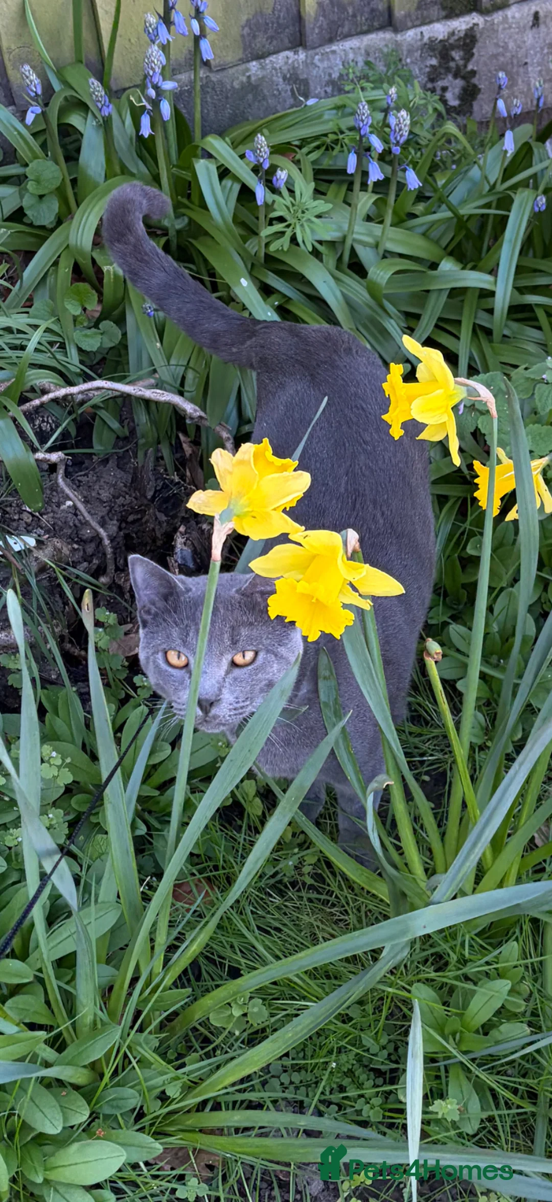 Chartreux cats for sale: Very loving home for adorable Chartreux  - Advert 2
