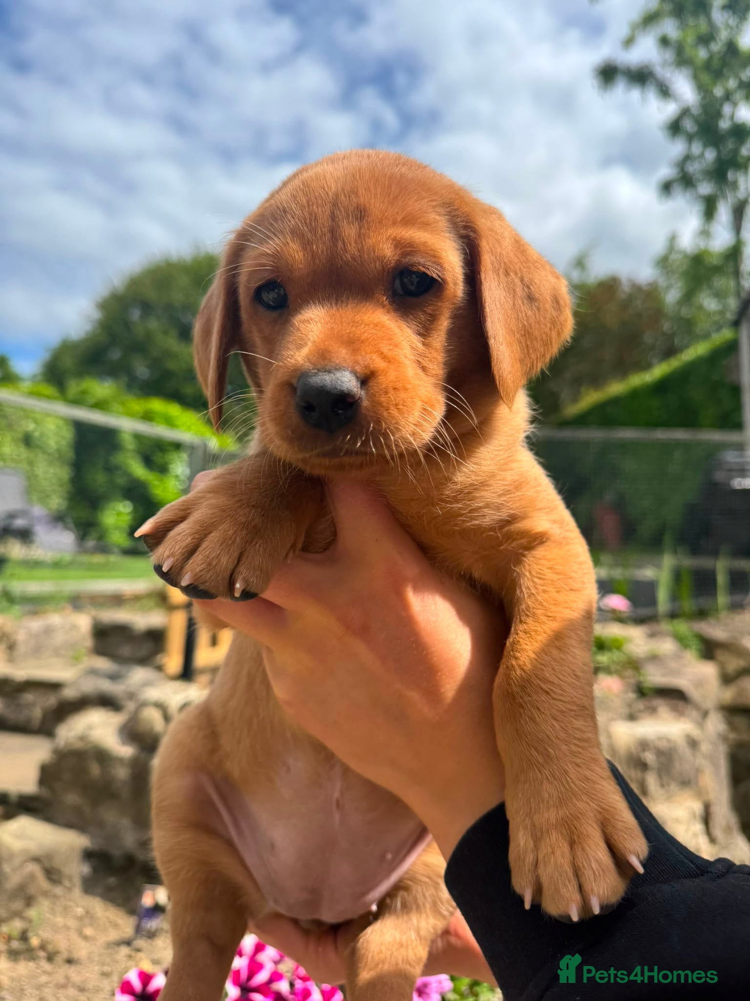 Labrador Retriever dogs KC Registered Fox Red Labrador Puppies  - Advert 16