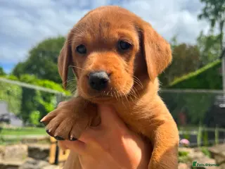 Labrador Retriever dogs KC Registered Fox Red Labrador Puppies - Advert 16