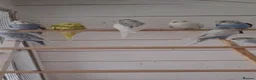 Budgerigars birds for sale: Baby budgies ready to leave now  - Advert 6