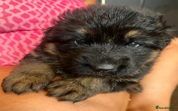 German Shepherd dogs for sale: Stunning Pedigree German Shepherd Puppies - Image 10