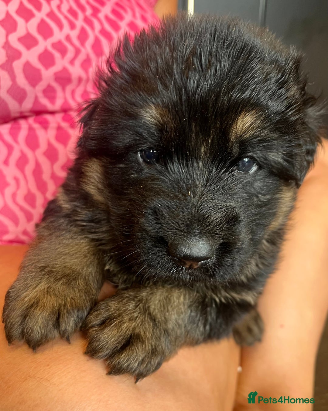 German Shepherd dogs for sale: Stunning Pedigree German Shepherd Puppies - Image 10