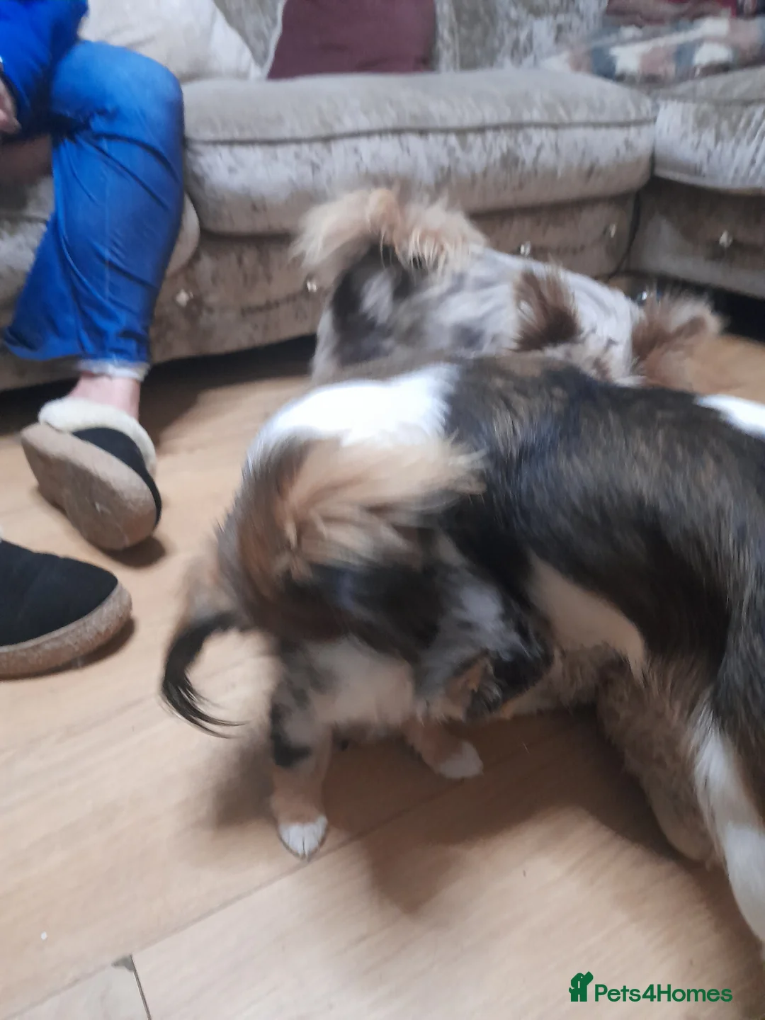 Pomchi dogs for sale: lovley little girl toy pomchi she has 4/5 coulour  - Advert 2