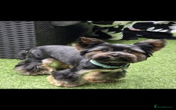 Yorkshire Terrier dogs for sale: Yorkshire terrier  - Advert 14