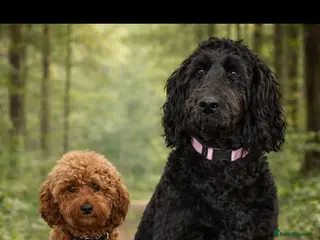 Cockapoo dogs Red Min Poodle PRA Clear & Other DNA Clear in Mansfield - Advert 21