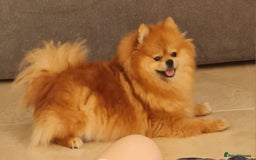 Pomeranian dogs for sale: Stunning Teddy purebreed Russian/Ukrainian poms in Basildon - Image 12