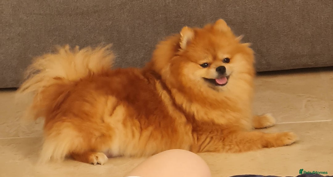 Pomeranian dogs for sale: Stunning Teddy purebreed Russian/Ukrainian poms in Basildon - Image 12