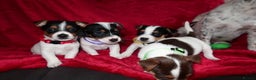 Jack Russell dogs for sale: Five beautiful Jack Russell's - Advert 10
