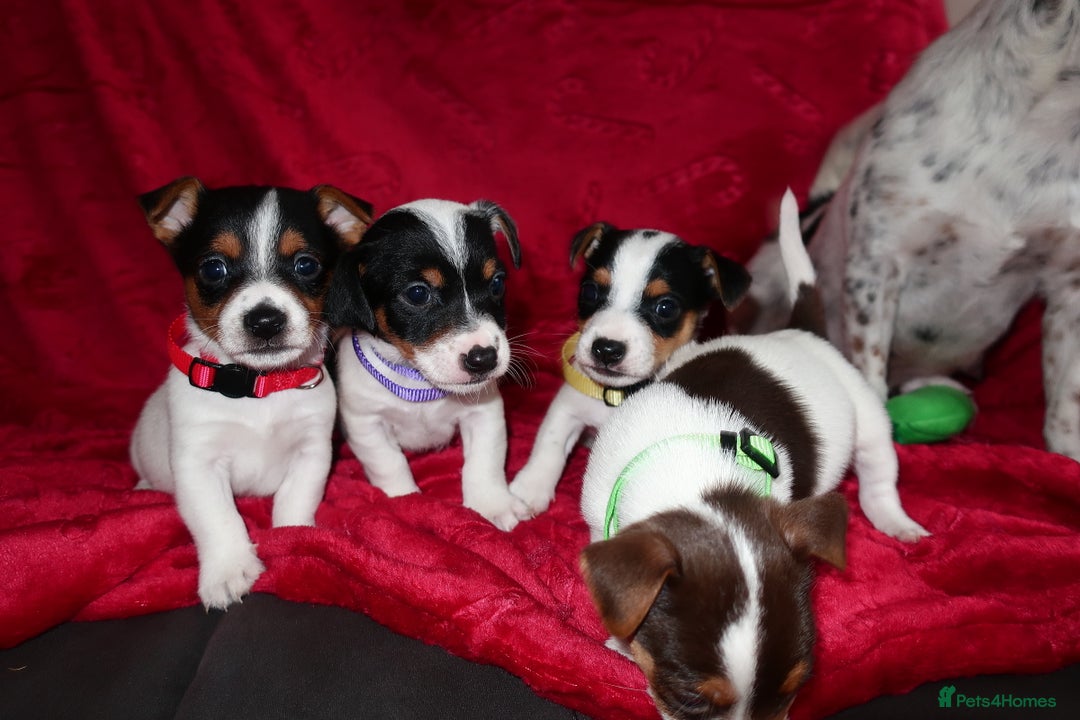 Jack Russell dogs for sale: Five beautiful Jack Russell's - Advert 10