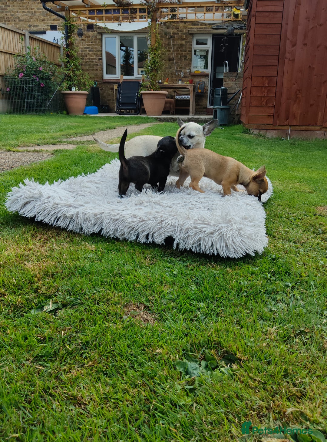Chihuahua dogs for sale: Beautiful little KC reg black male Chihuahua  - Image 3