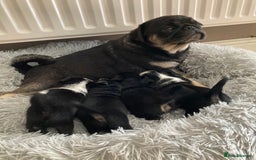Pug dogs for sale: Stunning pug puppies health tested parents 🐶!!! - Image 6