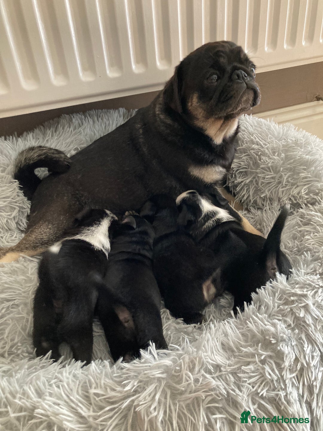 Pug dogs for sale: Stunning pug puppies health tested parents 🐶!!! - Image 6