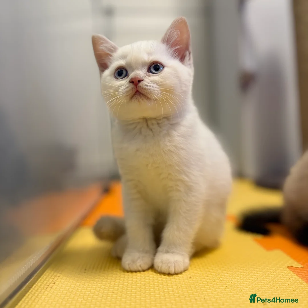 British Shorthair cats for sale: Stunning BSH Colourpoint Kitten GCCF Registered - Advert 5