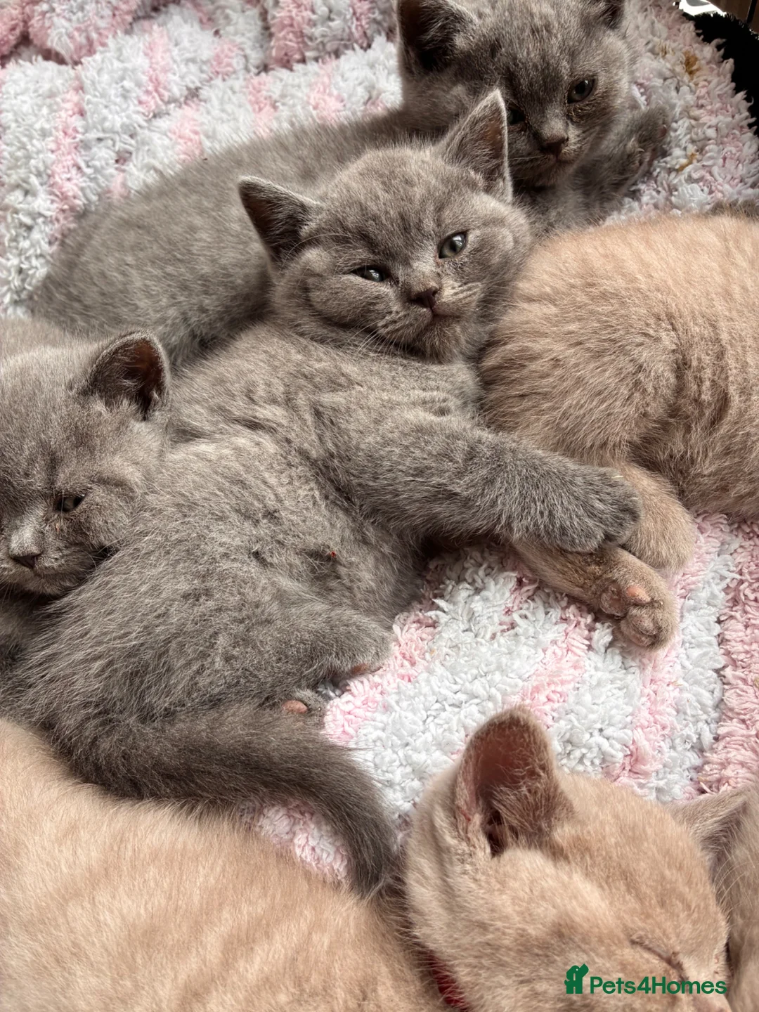 British Shorthair cats for sale: Blue British short hair male kitten  - Advert 2