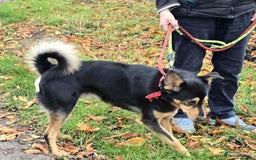 Mixed Breed dogs for adoption: BRILLIANT BERTIE - Image 6
