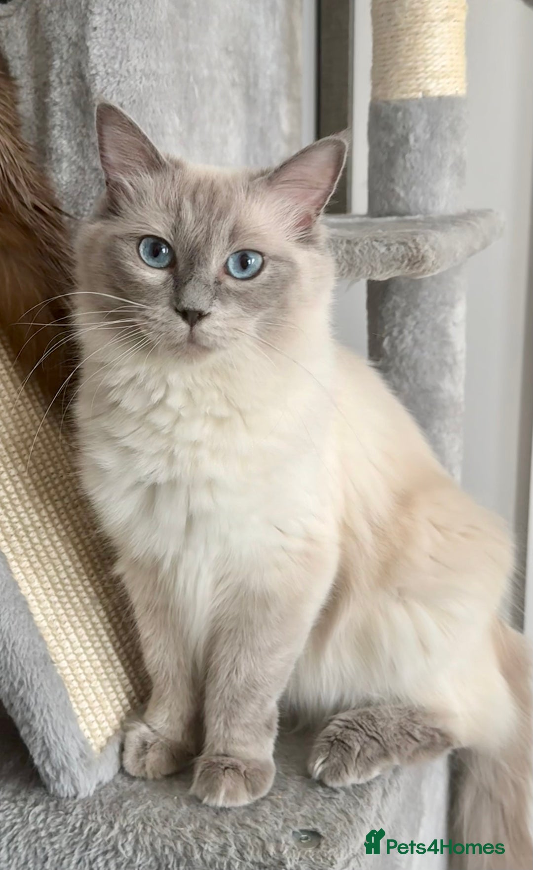 Ragdoll cats for sale: Two stunning ragdolls - Image 4