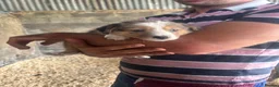 Border Collie dogs for sale: Collie puppies - merles  - Advert 2