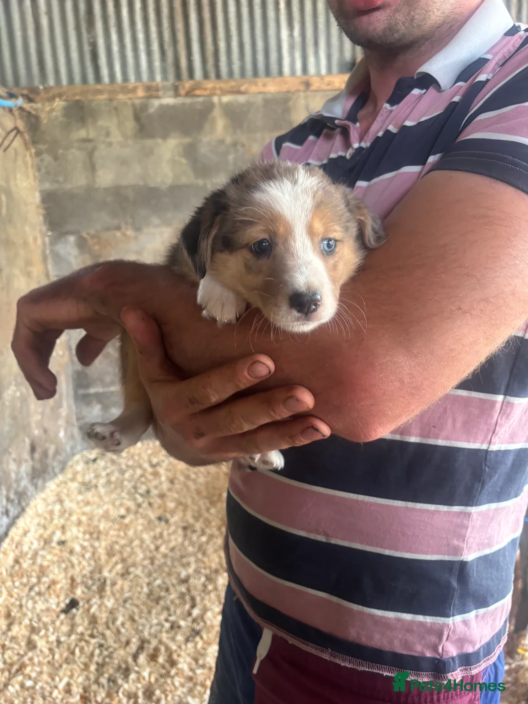 Border Collie dogs for sale: Collie puppies - merles  - Advert 2