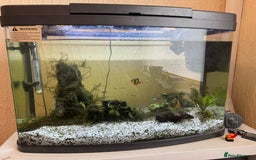 Other/Mixed Breed fish for sale: Tropical Fish Setup + 7 Fish - Image 1
