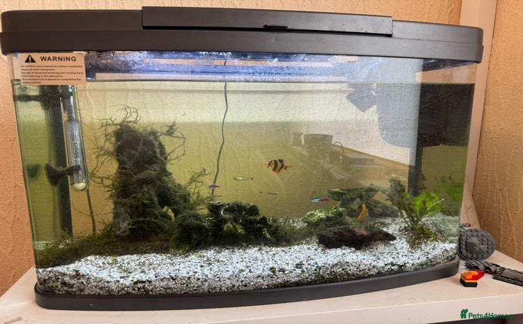 Other/Mixed Breed fish - Advert 1