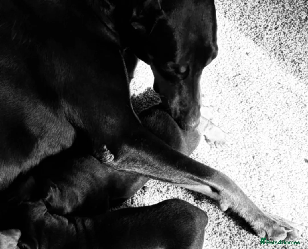 Dobermann dogs for sale:  German Dobermann puppies simply the best - Advert 2