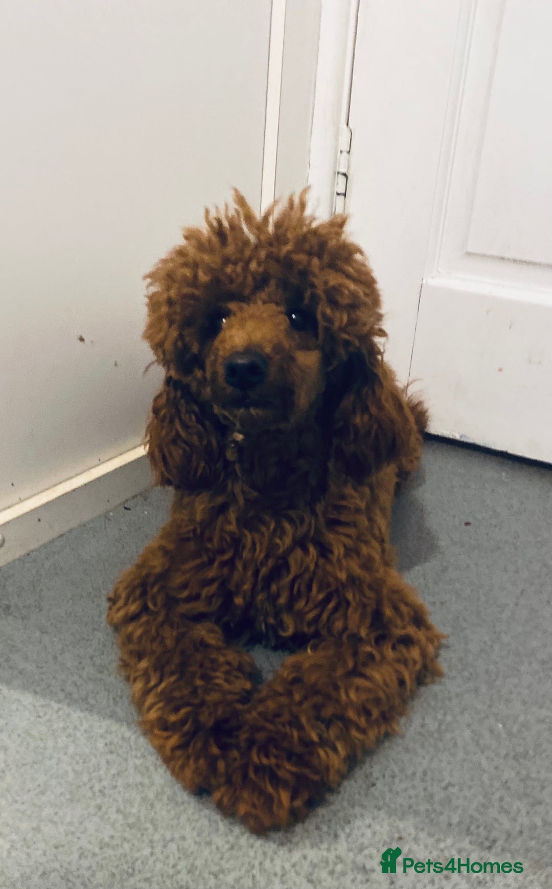 Toy Poodle dogs for stud: FULLY health tested and KC Reg STUD in Bacup - Advert 5