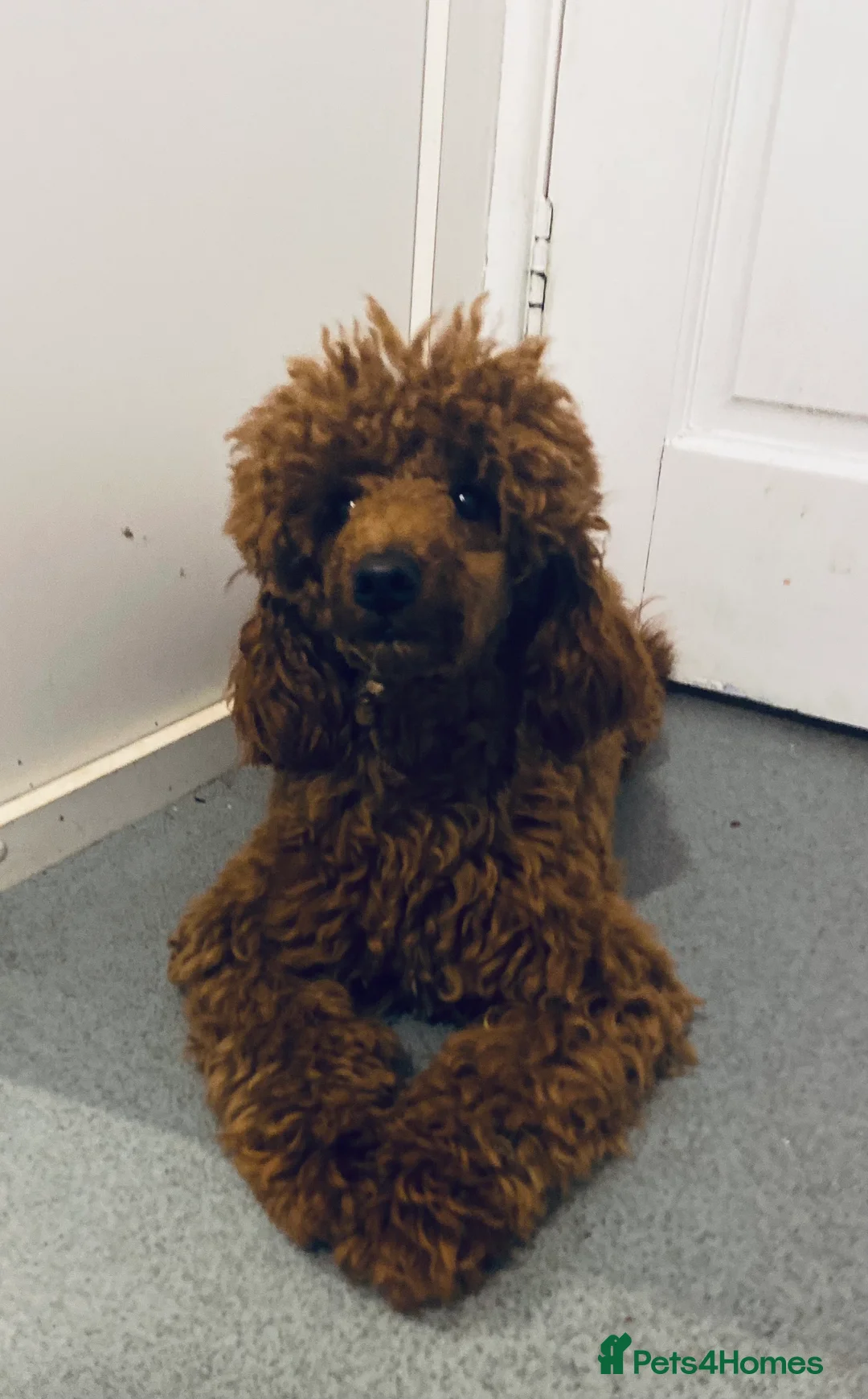 Toy Poodle dogs for stud: FULLY health tested and KC Reg STUD in Bacup - Advert 5