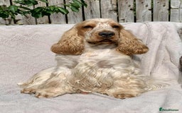 Cocker Spaniel dogs for sale: 🖤🤍 KC REG Show Cocker Spaniel Puppies For Sale - Advert 19