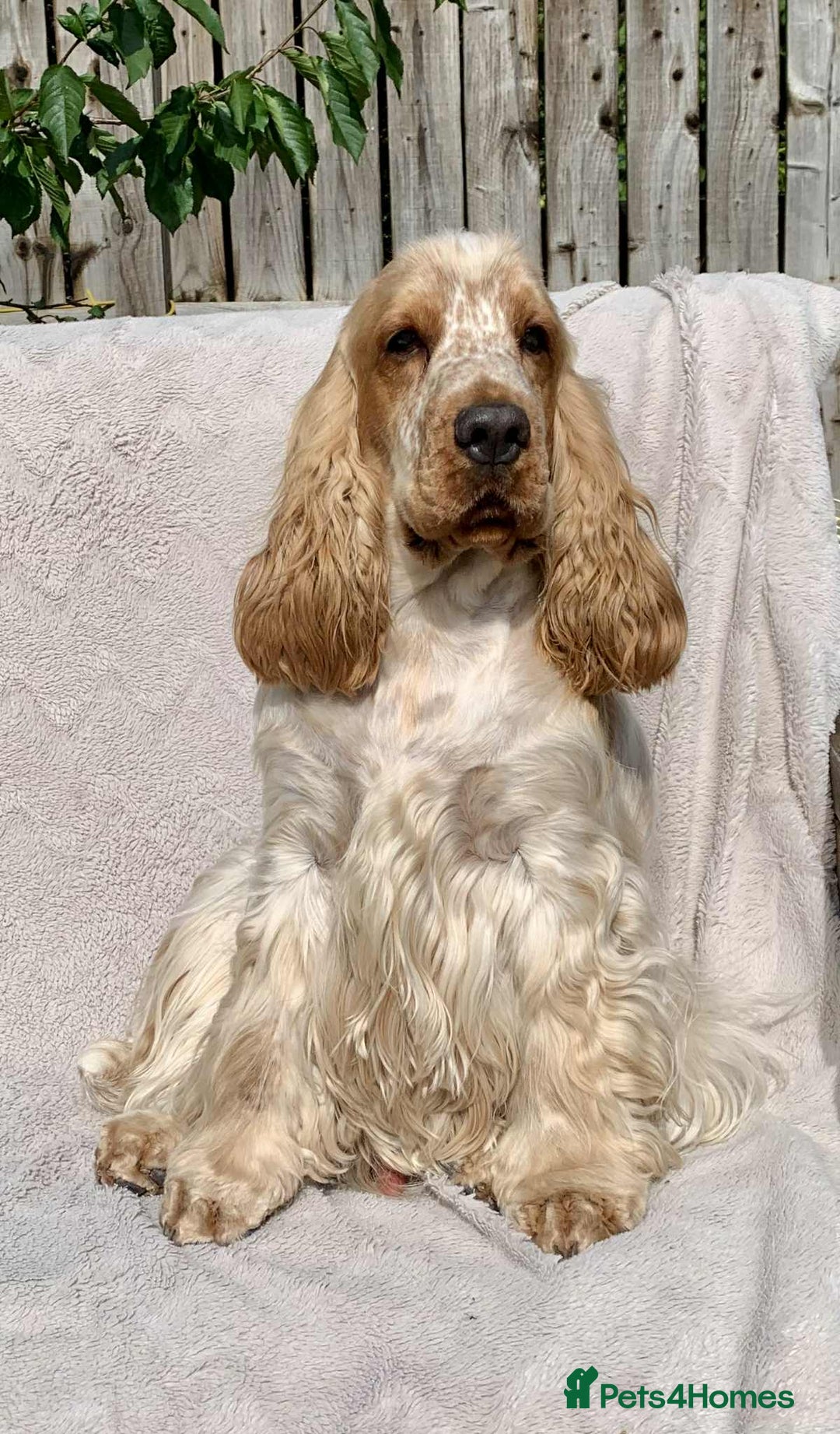 Cocker Spaniel dogs for sale: 🖤🤍 KC REG Show Cocker Spaniel Puppies For Sale - Advert 19