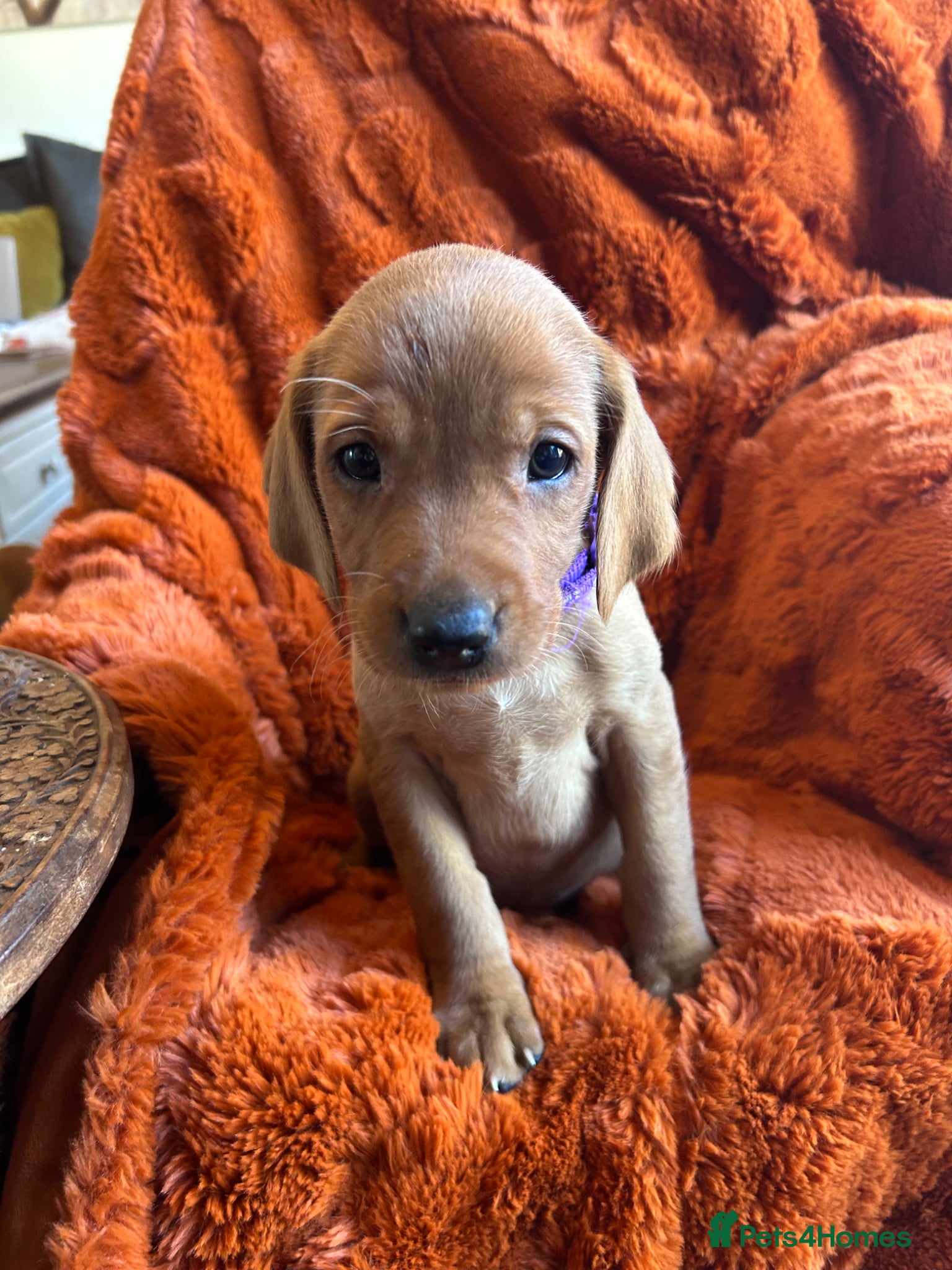 Labrador Retriever dogs 1 Female - Stunning Fox Red Labradors for sale  - Advert 1