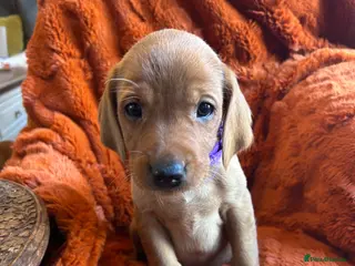 Labrador Retriever dogs 1 Female - Stunning Fox Red Labradors for sale - Advert 18